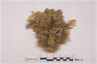 藏品(假杯點衣屬)的圖片